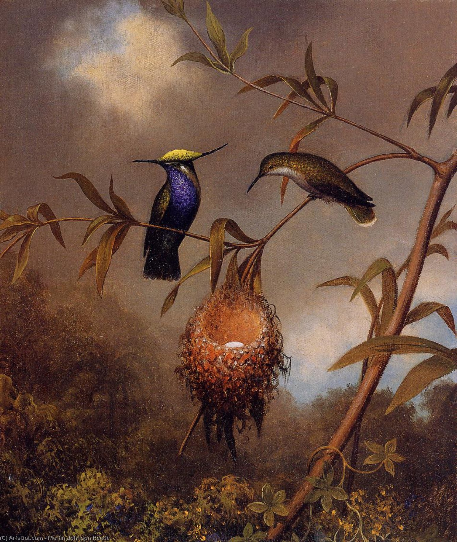 Black-breasted Plovercrest — Martin Johnson Heade