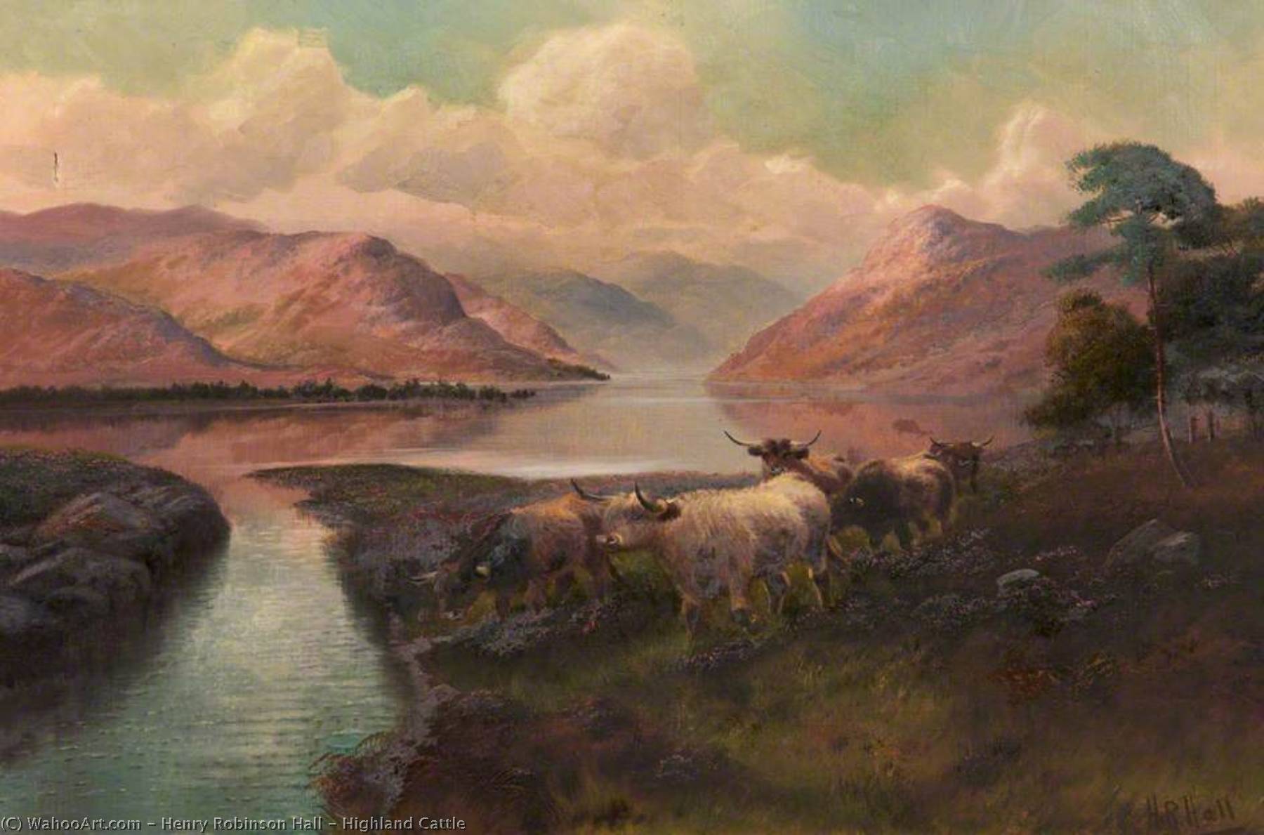 Highland Cattle — Henry Robinson Hall