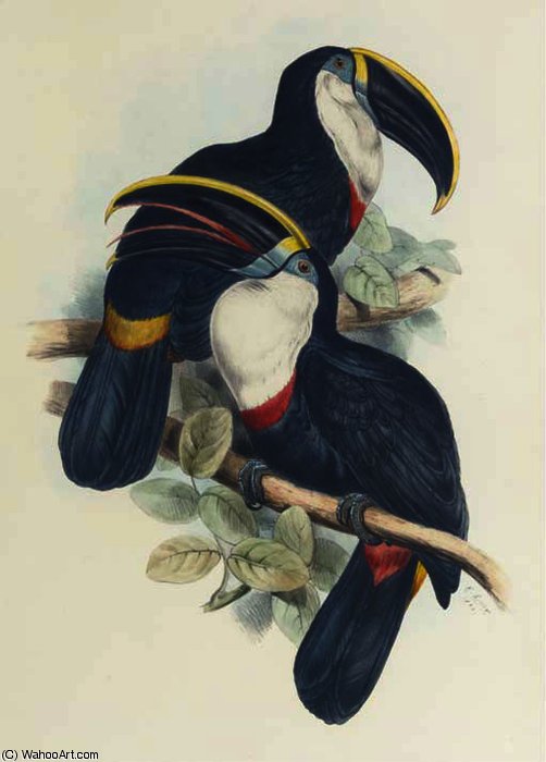 Culmenated Toucan — Эдвард Лэр