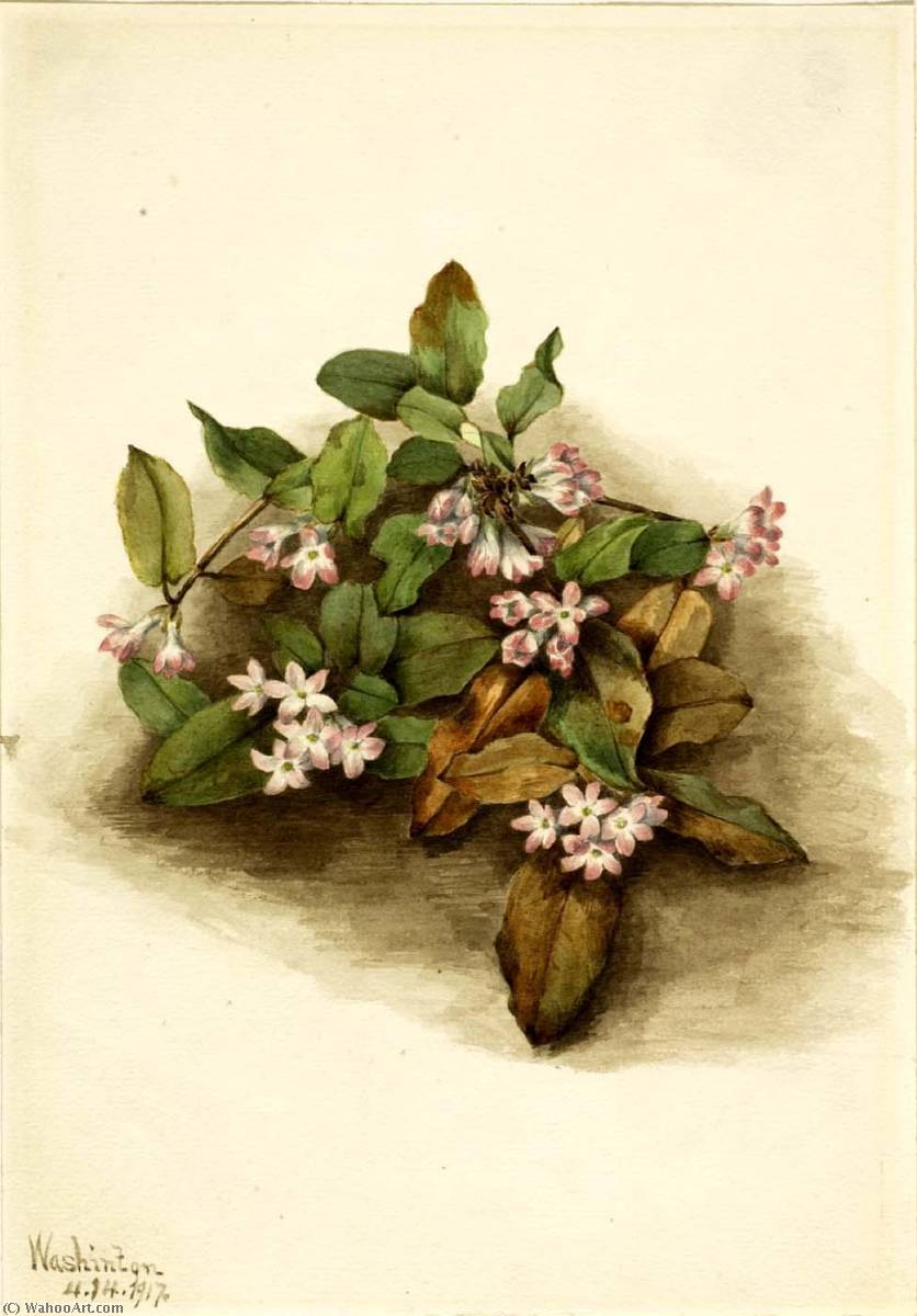 Trailing Arbutus (epigaea Repens) — Mary Vaux Walcott