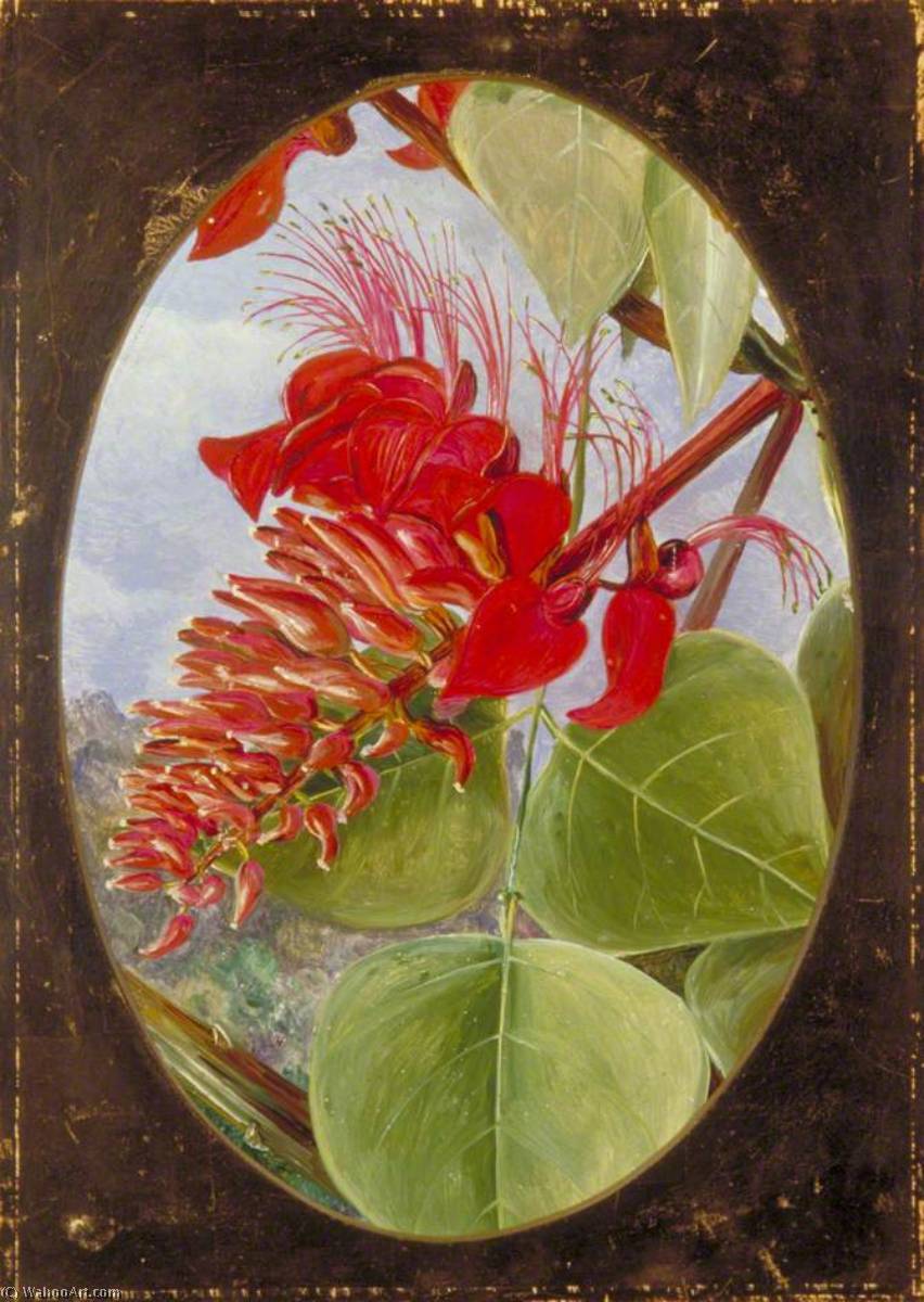 Indian Coral Tree — Марианна Норт