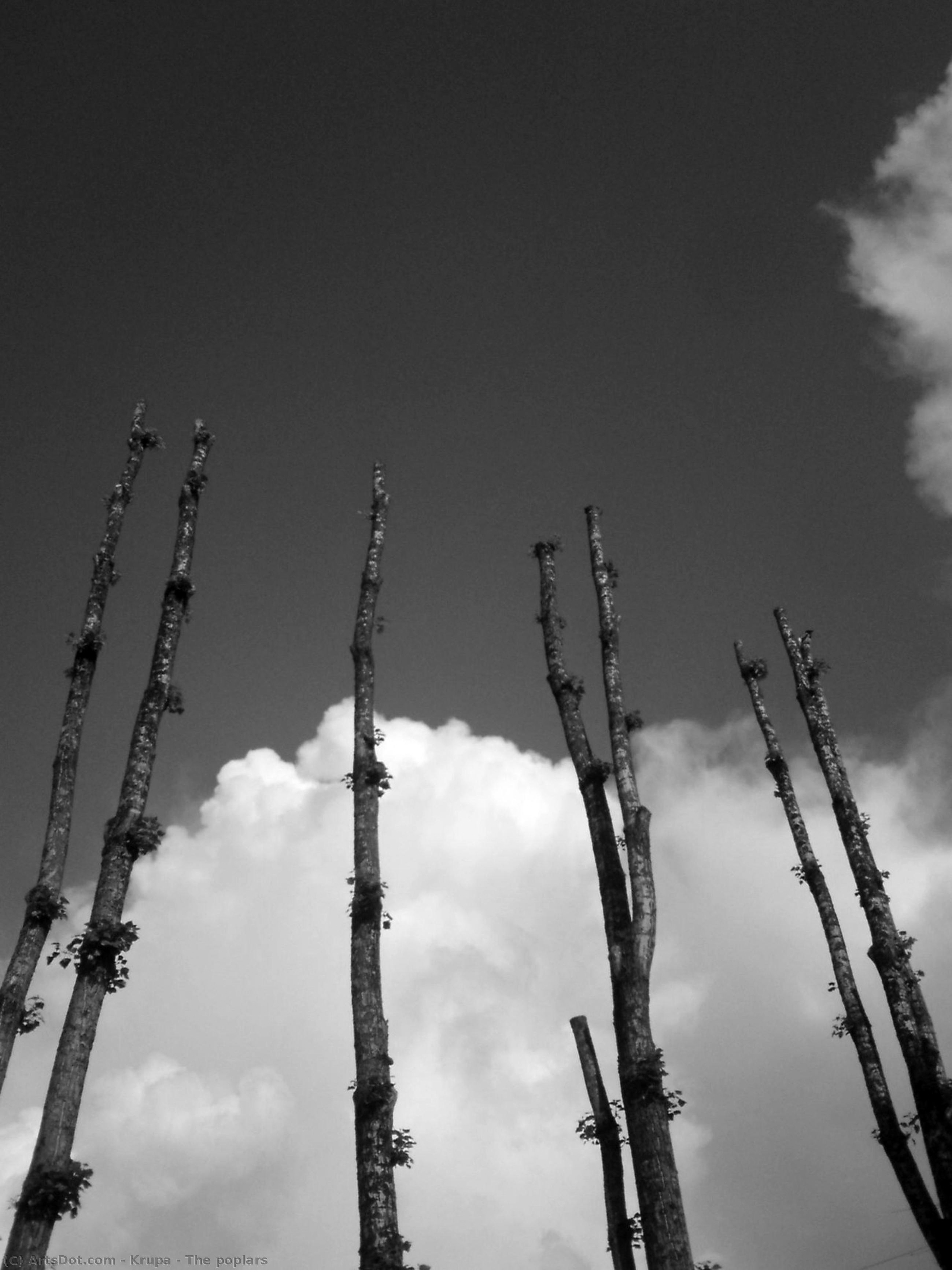The Poplars — Alfred Freddy Krupa