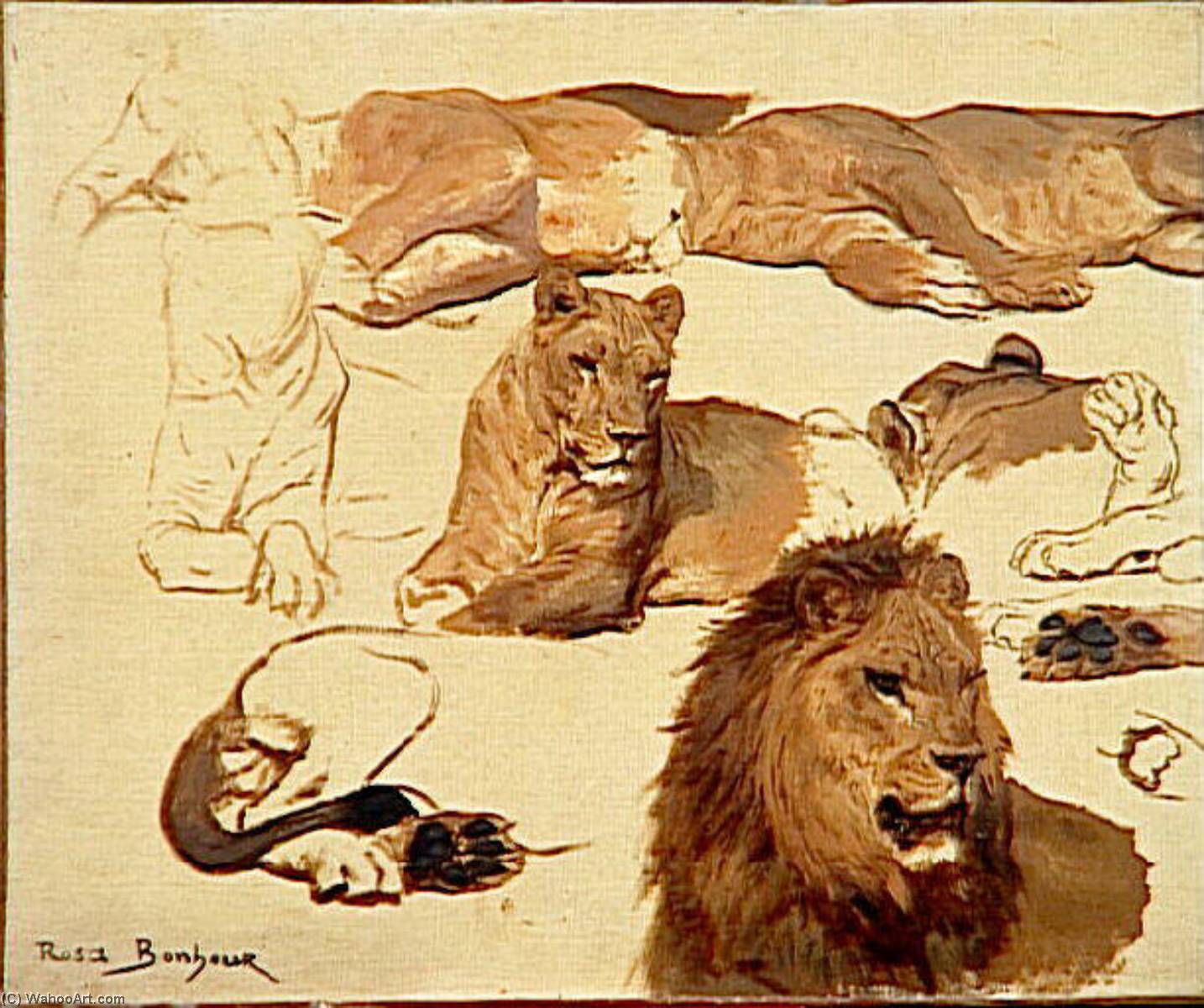 Etude De Lion Et Lionne — Bonheur Marie Rosalie