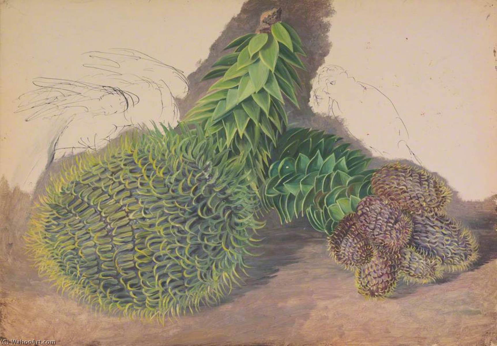 Männliche Zapfen Der Araucaria Araucana — Marianne North