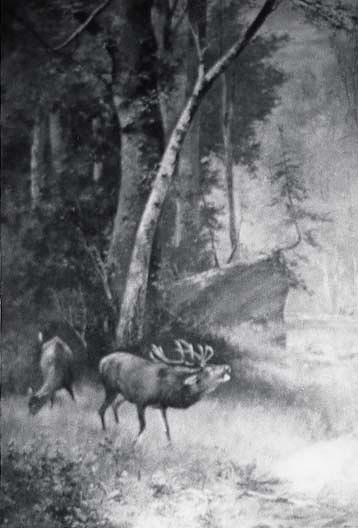 Wood Scene With Elk In Foreground, (painting) — Von Luerzer