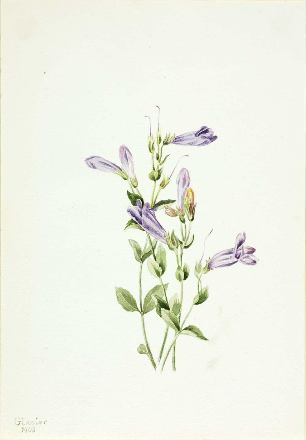 Penstemon (penstimon Fruiticosus) — Mary Vaux Walcott