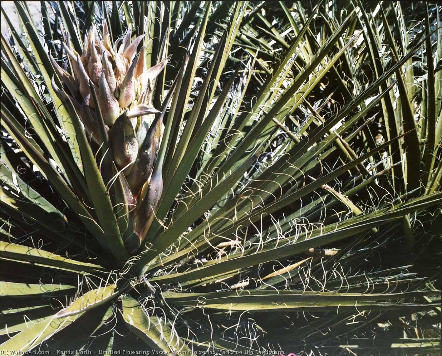 Untitled Flowering Yucca, From The Series Marks On The Landscape — Kenda North