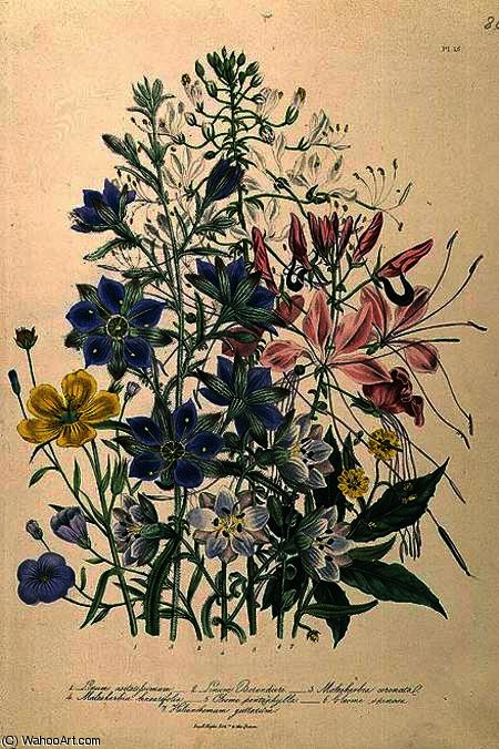 Cornflower — Jane Loudon