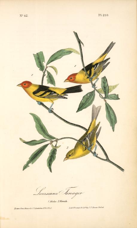 Louisiana Tanager. 1. Males. 2. Female — John James Audubon