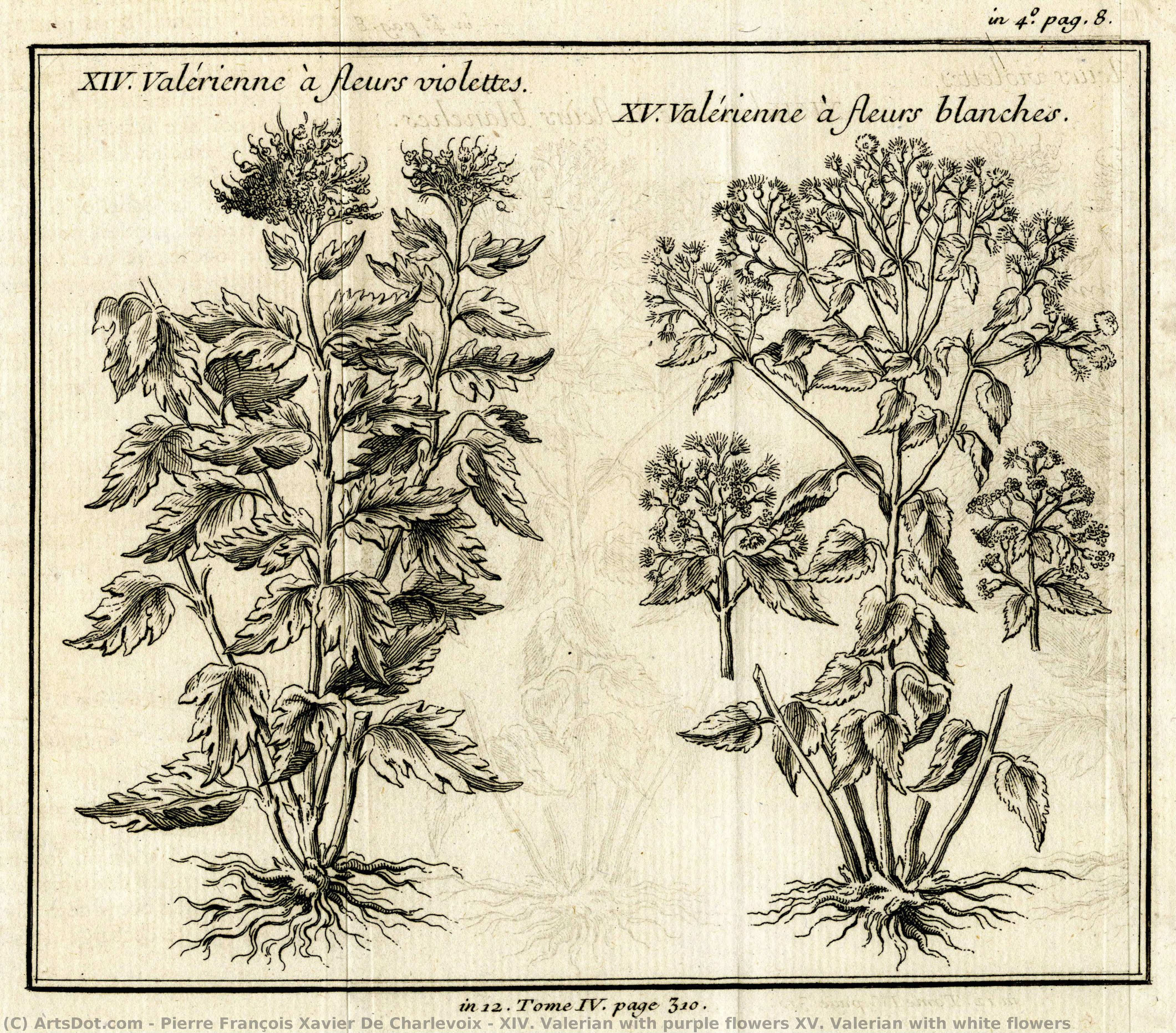 Xiv. Valerian With Purple Flowers Xv. Valerian With White Flowers — Pjer Fransis Zavier De Karlevo