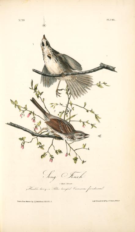 Song Finch. 1. Male. 2. Female. (huckle-berry Or Blue Tangled [tangles]. Vaccinium Frondosum.) — John James Audubon