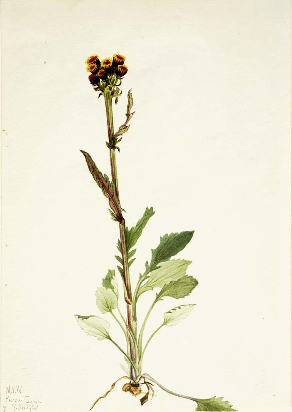Rayless Groundsel (senecio Pauciflorus) — Мери Вокс Волкотт