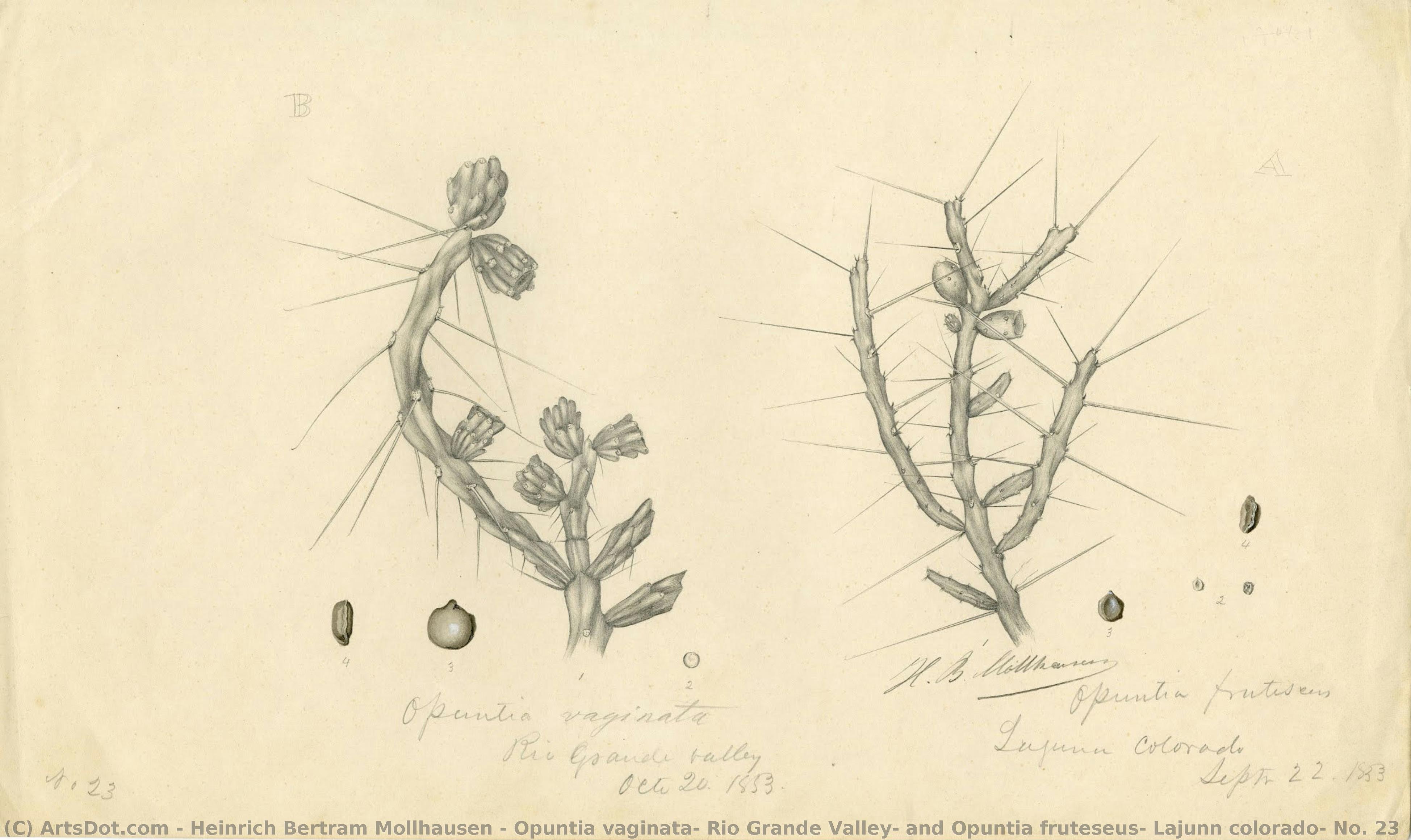 Opuntia Vaginata, Rio Grande Valley, And Opuntia Fruteseus, Lajunn Colorado, No. 23 — Heinrich Bertram Mollhausen