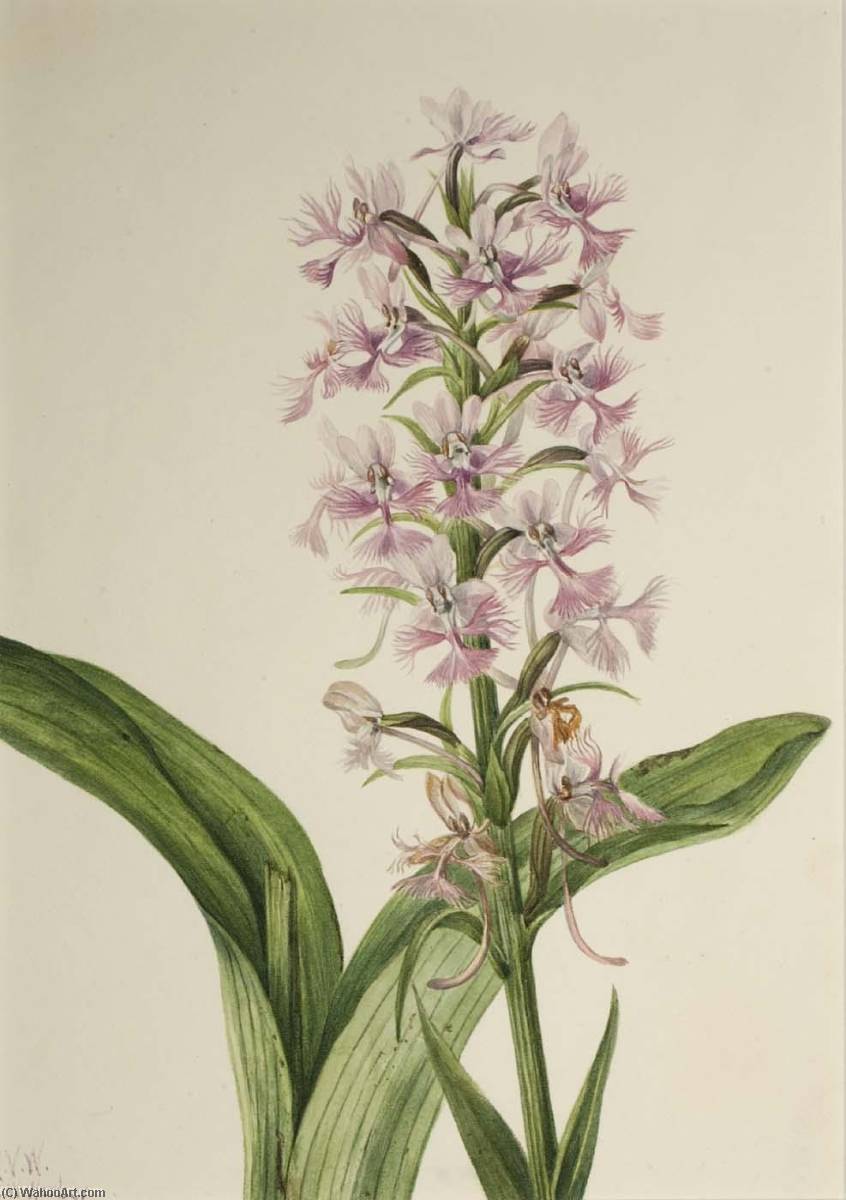 Large Purple Fringe Orchid (habenaria Grandiflora) — Mary Vaux Walcott