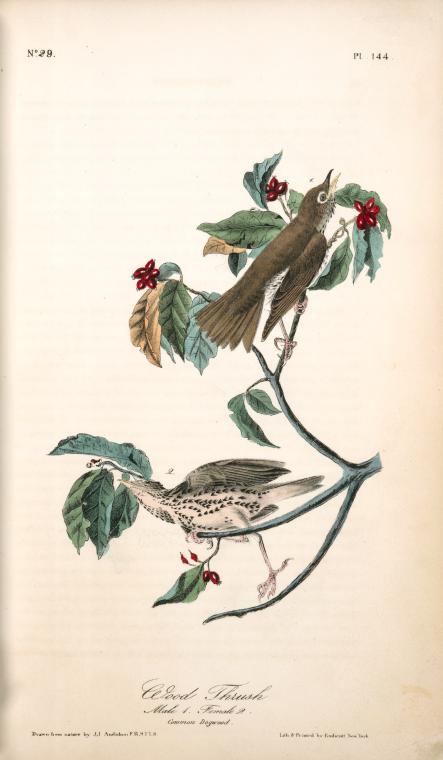 Wood Thrush . 1. Male. 2. Female. — John James Audubon