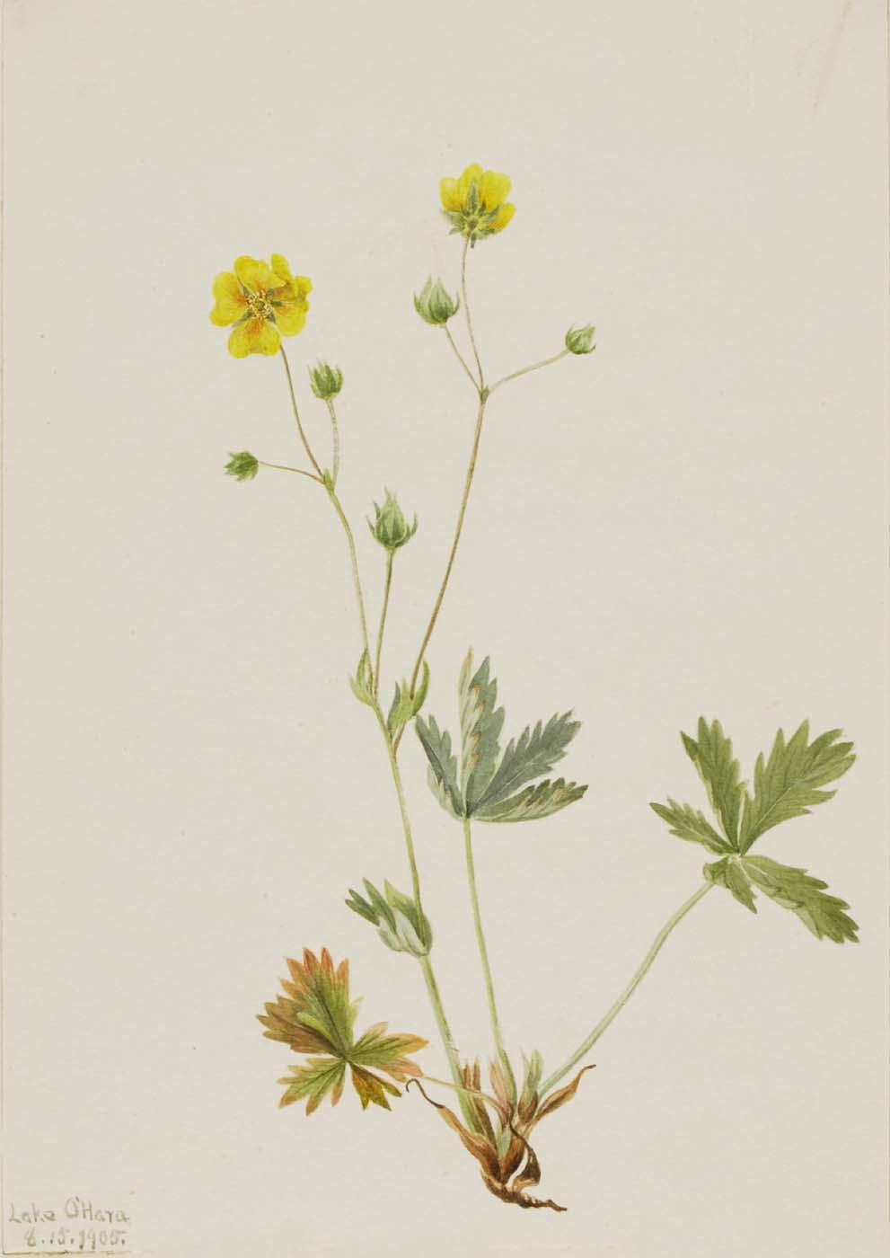Grayleaf Fivefinger (potentilla Glaucophylla) — Mary Vaux Walcott
