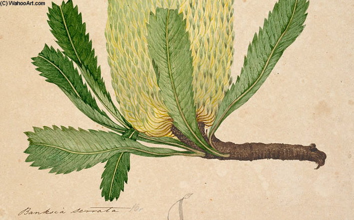 Banksia Serrata - — John William Lewin