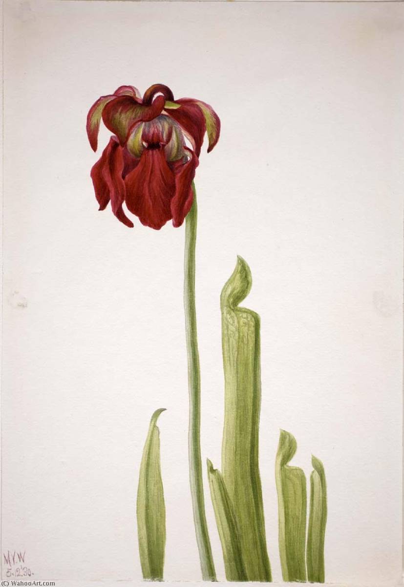 Red Pitcherplant (sarracenia Jonesii) — Mary Vaux Walcott