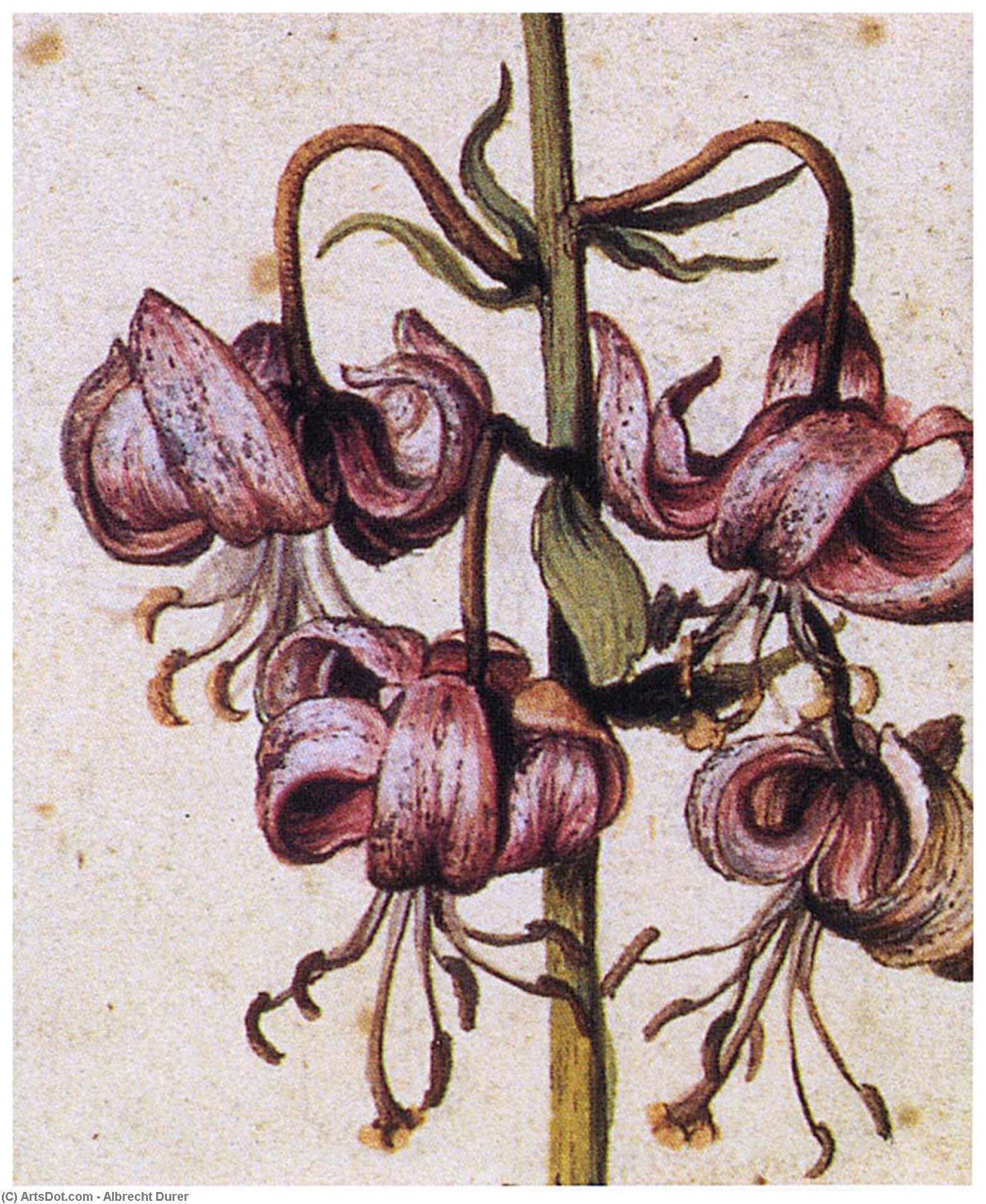 Lillium Martagon (details) — Albrecht Dürer