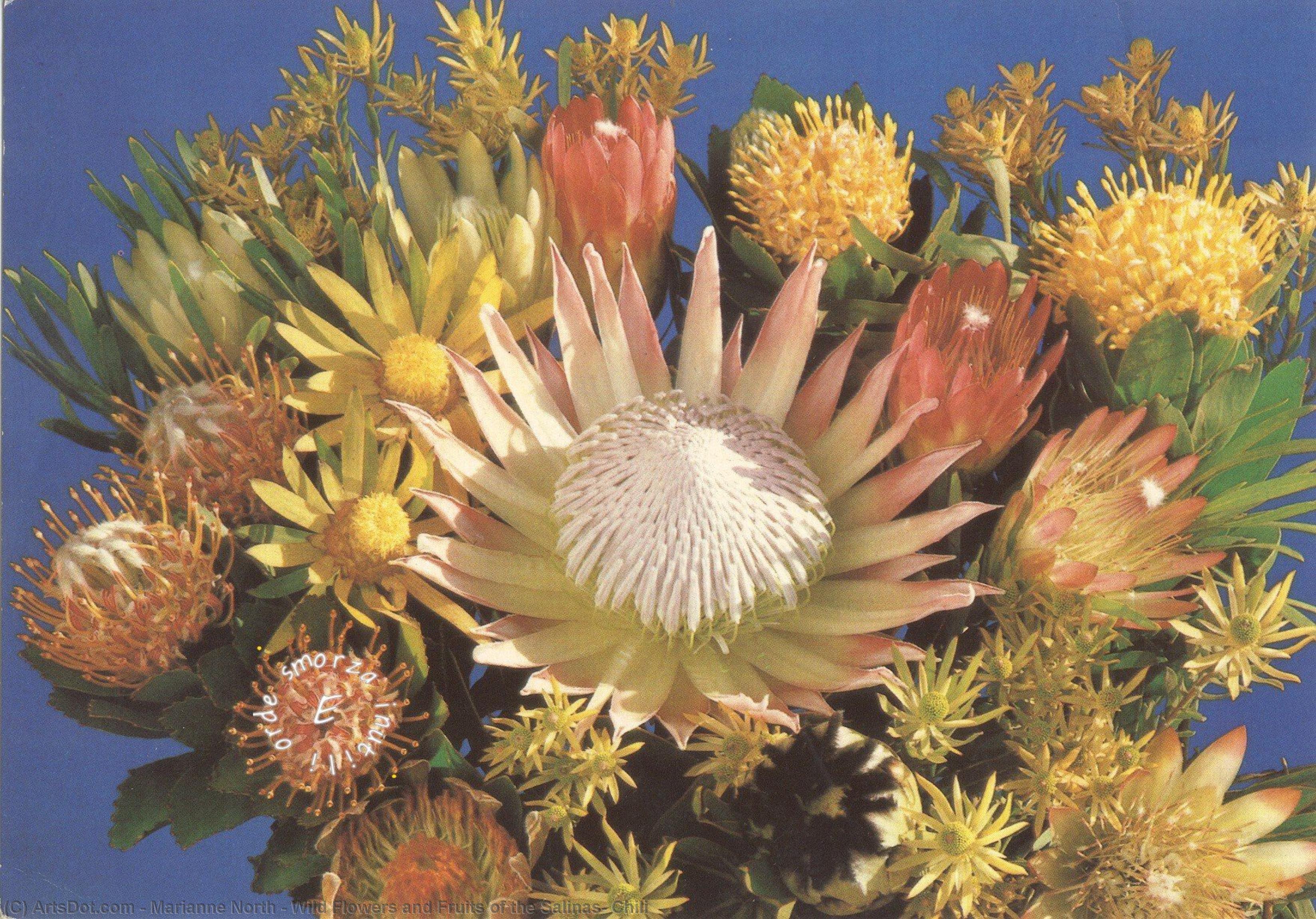 Flores Silvestres Y Frutos De Las Salinas, Chile — Marianne North