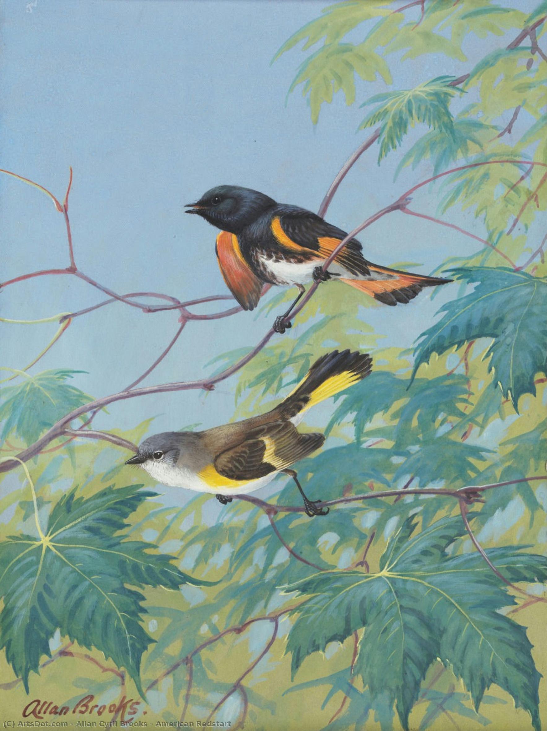 American Redstart — Allan Cyril Brooks