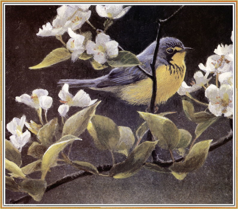 Canada Warbler And Pear Blossoms — Robert Bateman
