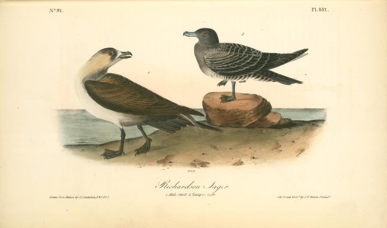 Richardson's Jager. 1. Male Adult. 2. Young In Septemer — John James Audubon