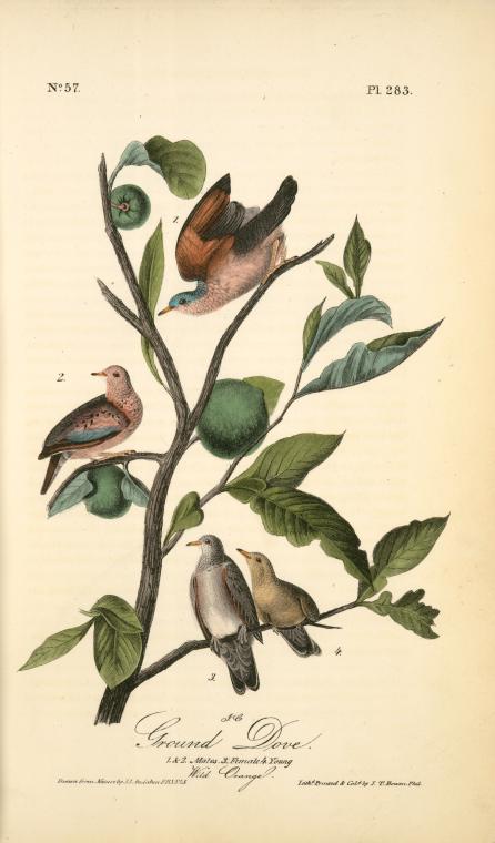 Ground Dove. 1. 2. Males. 3. Female. 4. Young. (wild Orange) — John James Audubon