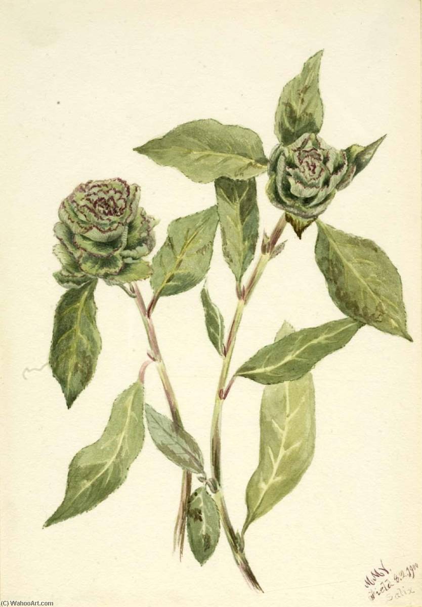 Willow (salix) — Mary Vaux Walcott