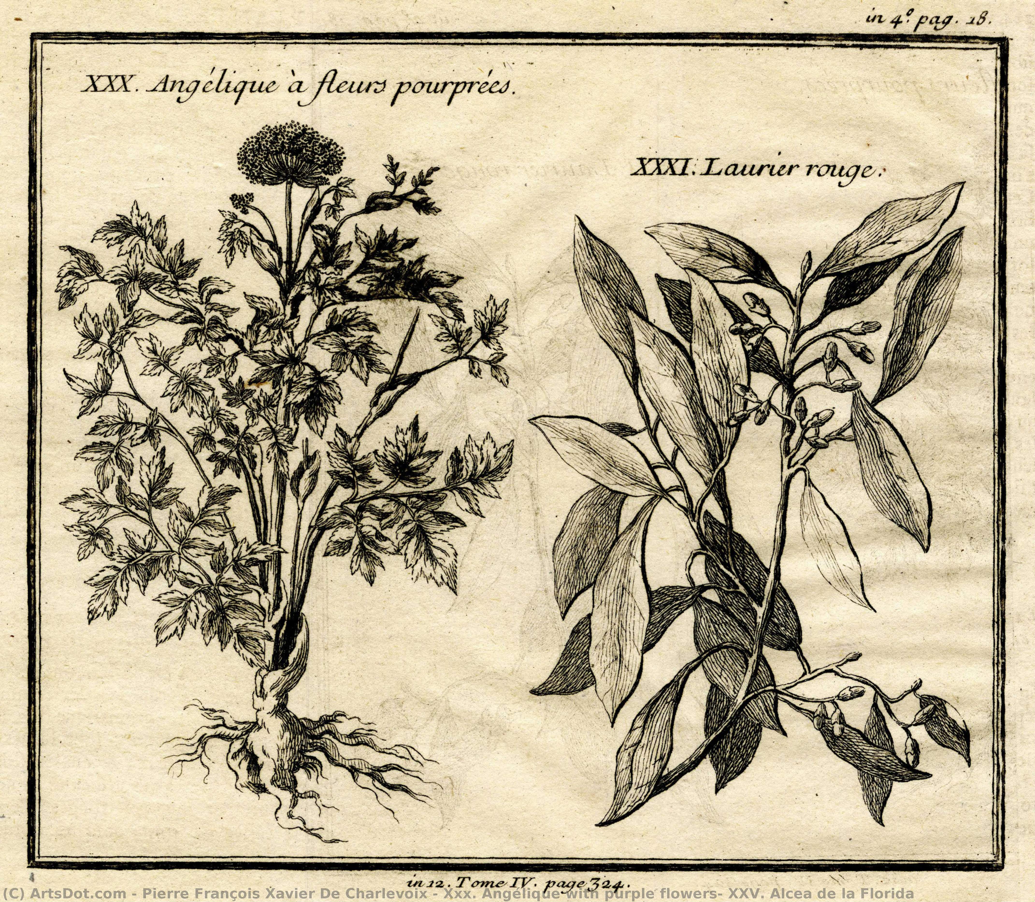 Xxx. Angélique With Purple Flowers; Xxv. Alcea De La Florida — Pierre François Xavier De Charlevoix