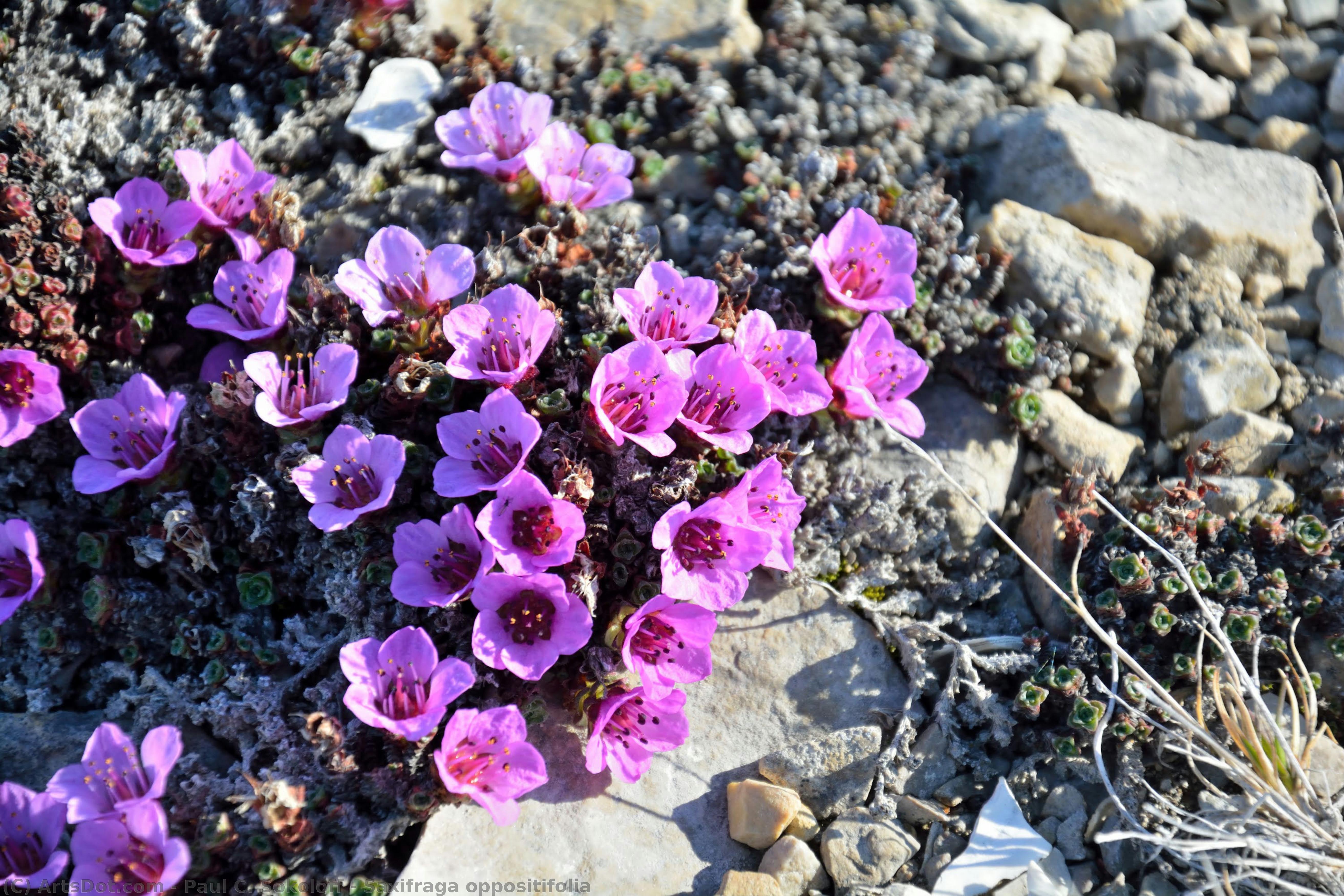 Saxifraga Oppositifolia — Paul C. Sokoloff