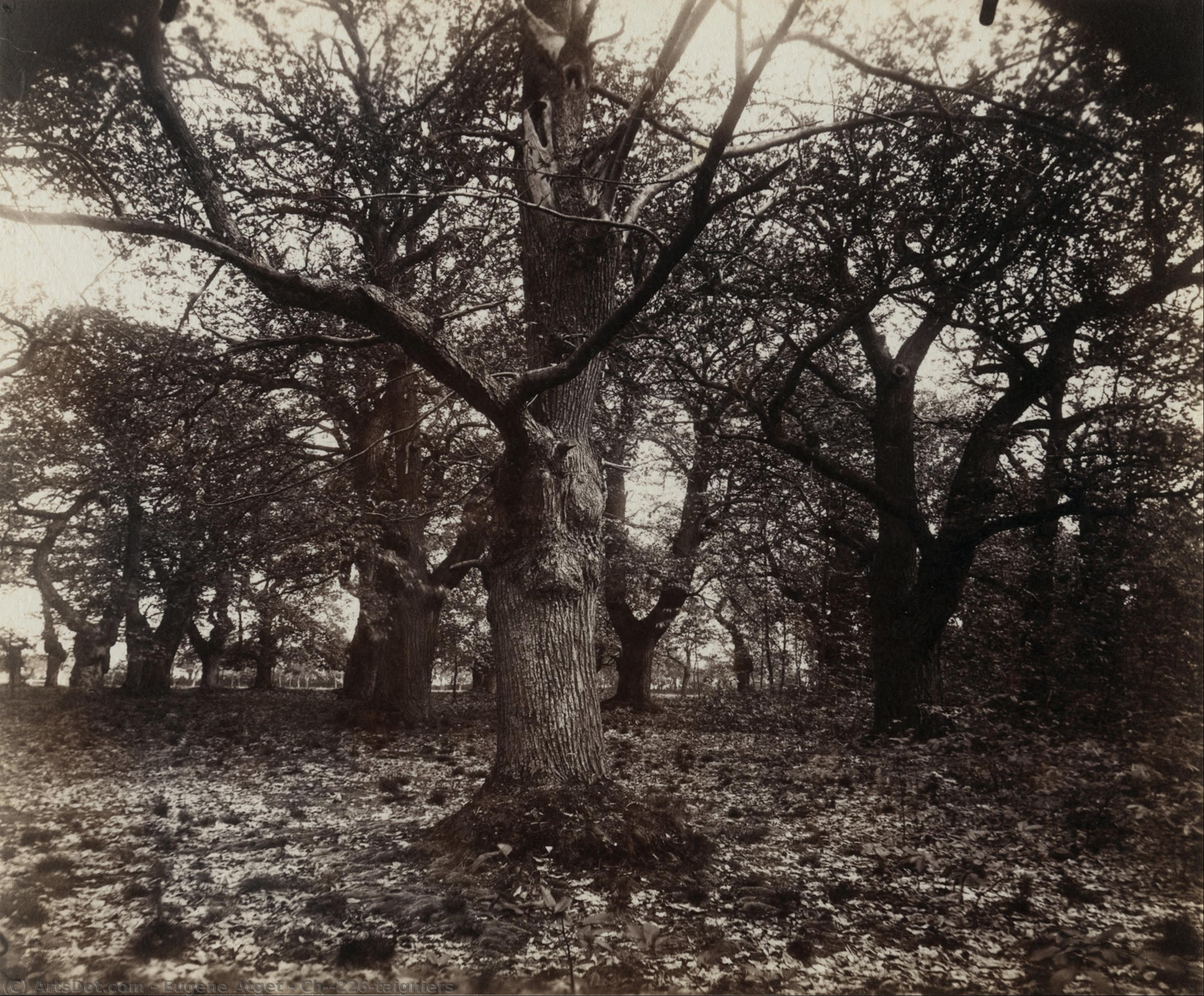 Châtaigniers — Eugène Atget