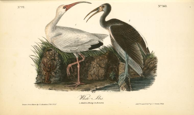 White Ibis. 1. Adult [male]. 2. Young, Second Autumn — John James Audubon