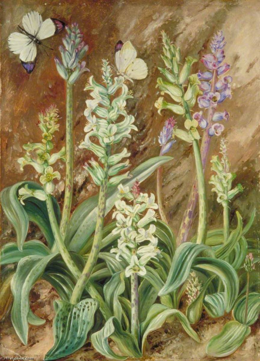 Lachenalias Und Schmetterlinge, Südafrika — Marianne North