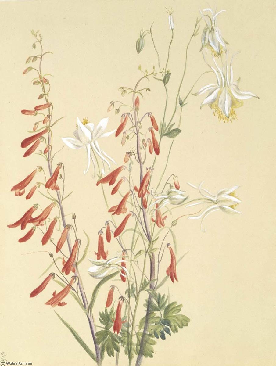 Untitled Flower Study — Мэри Вокс Уолкотт