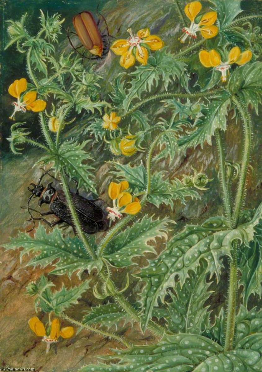 A Chilean Stinging Nettle And Male And Female Beetles — Marijana Nort