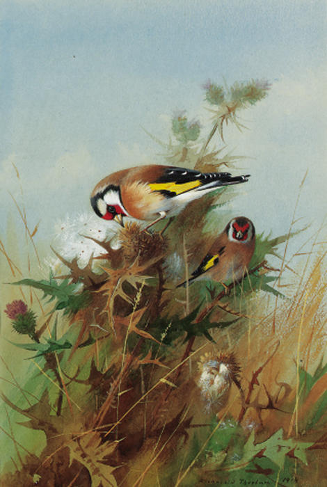 Goldfinches On Thistledown — アーチボルド・ソーバーン