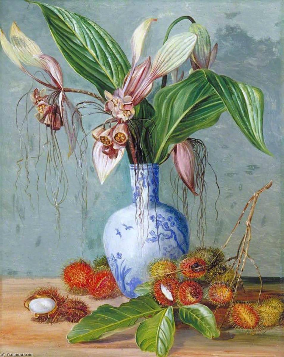 Blüten Der Tacca Und Borstige Frucht Der Rambutan — Marianne North