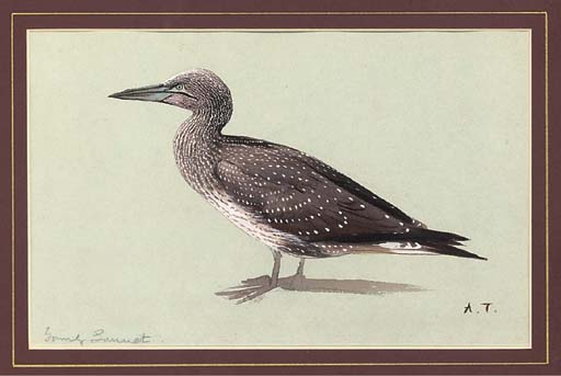 A Young Gannet — Archibald Thorburn