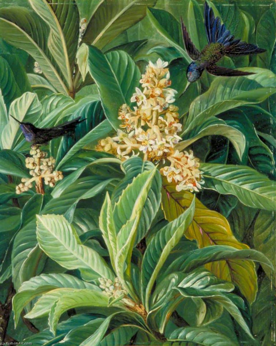 Follaje Y Flores Del Níspero O Medronillo Japonés — Marianne North