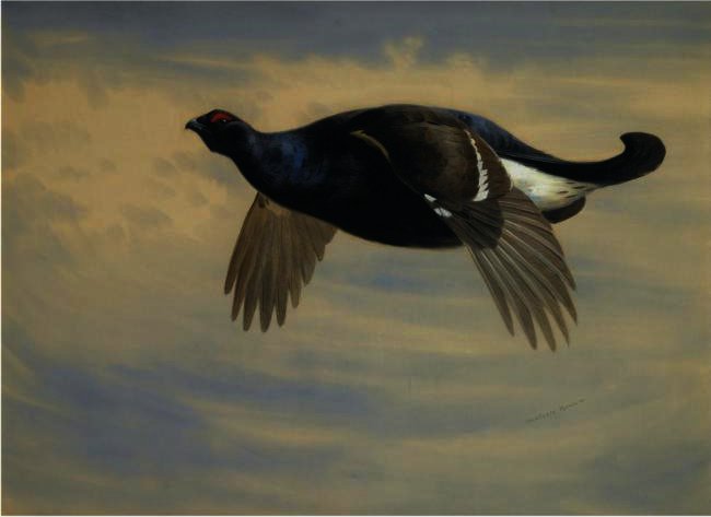 Blackcock In Flight — Арчибалд Торбурн