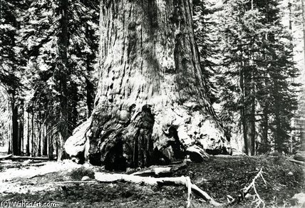 Base Of The Grizzly Giant - — Carleton Emmons Watkins