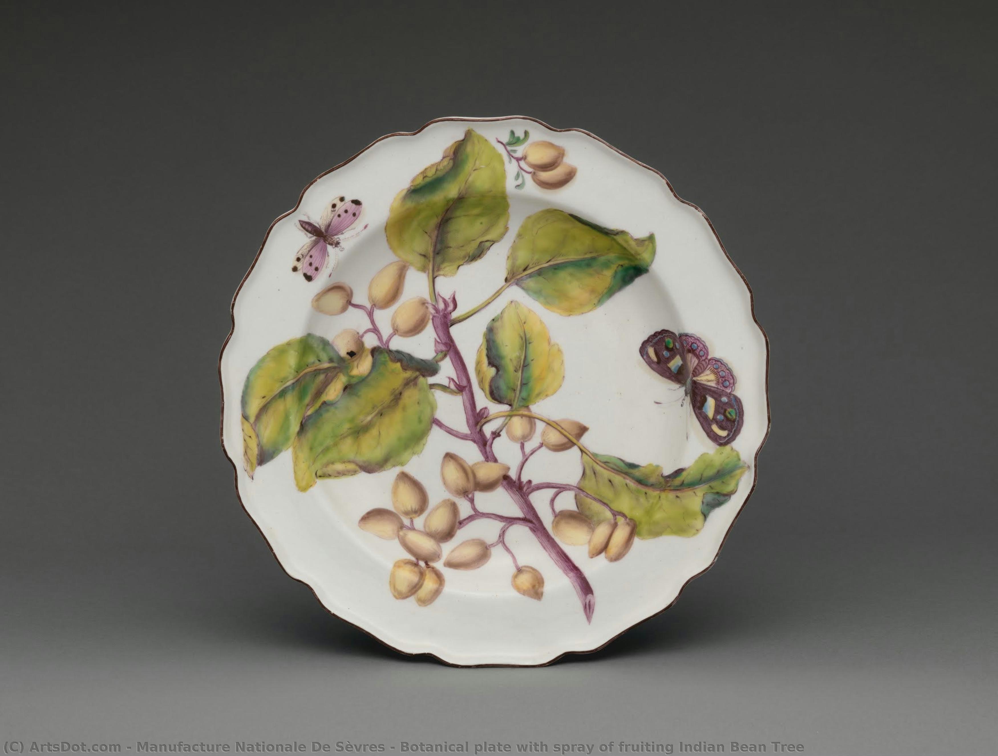 Botanical Plate With Spray Of Fruiting Indian Bean Tree — Manufacture Nationale De Sèvres