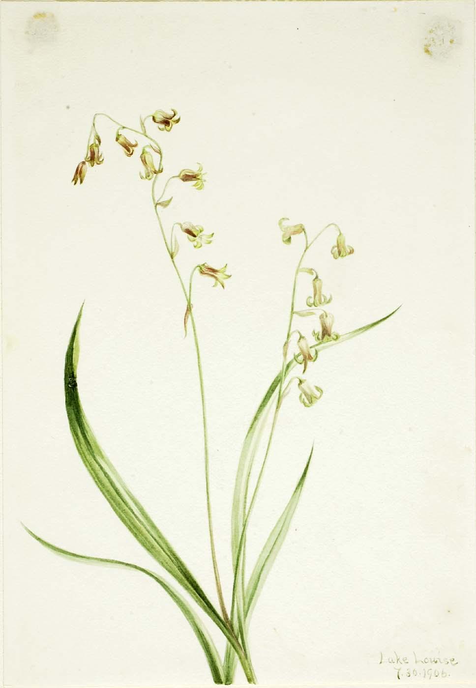 Bronzebells (stenanthium Occidentale) — Mary Vaux Walcott