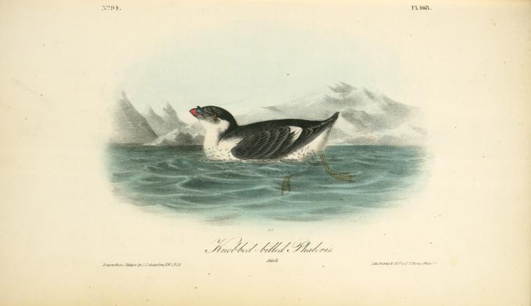 Knobbed-billed Phaleris. Adult — John James Audubon