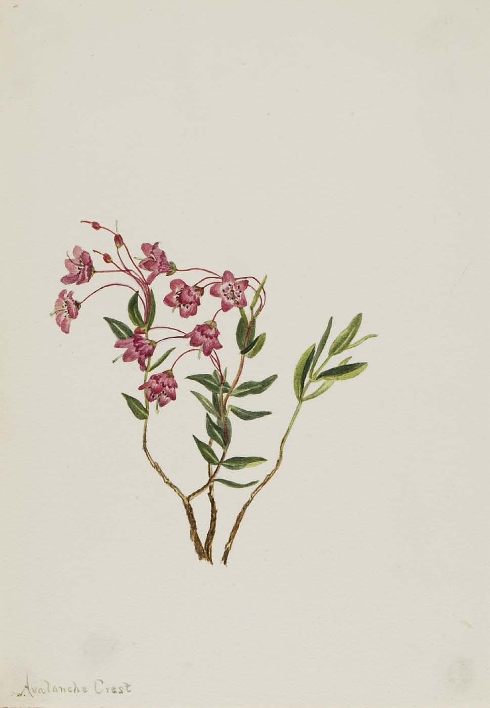 Rocky Mountain Kalmia (kalmia Microphylla) — Mary Morris Vaux Walcott