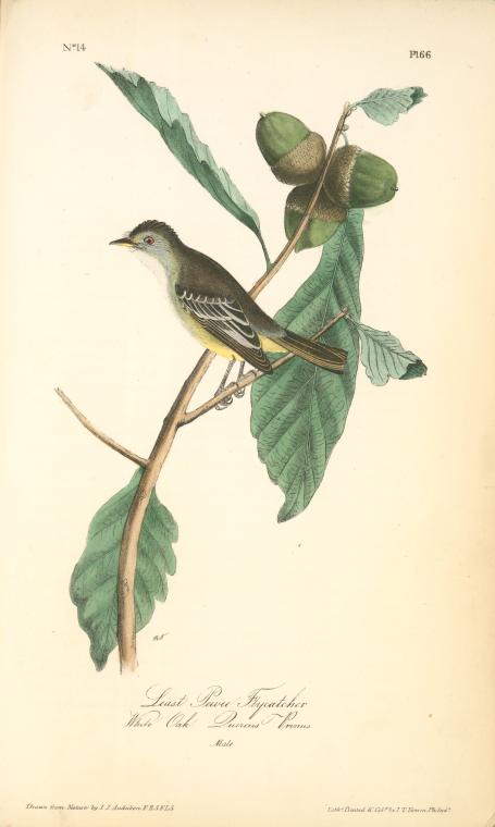 Least Pewee Flycatcher. Male. (white Oak. Quercus Prinus.) — John James Audubon