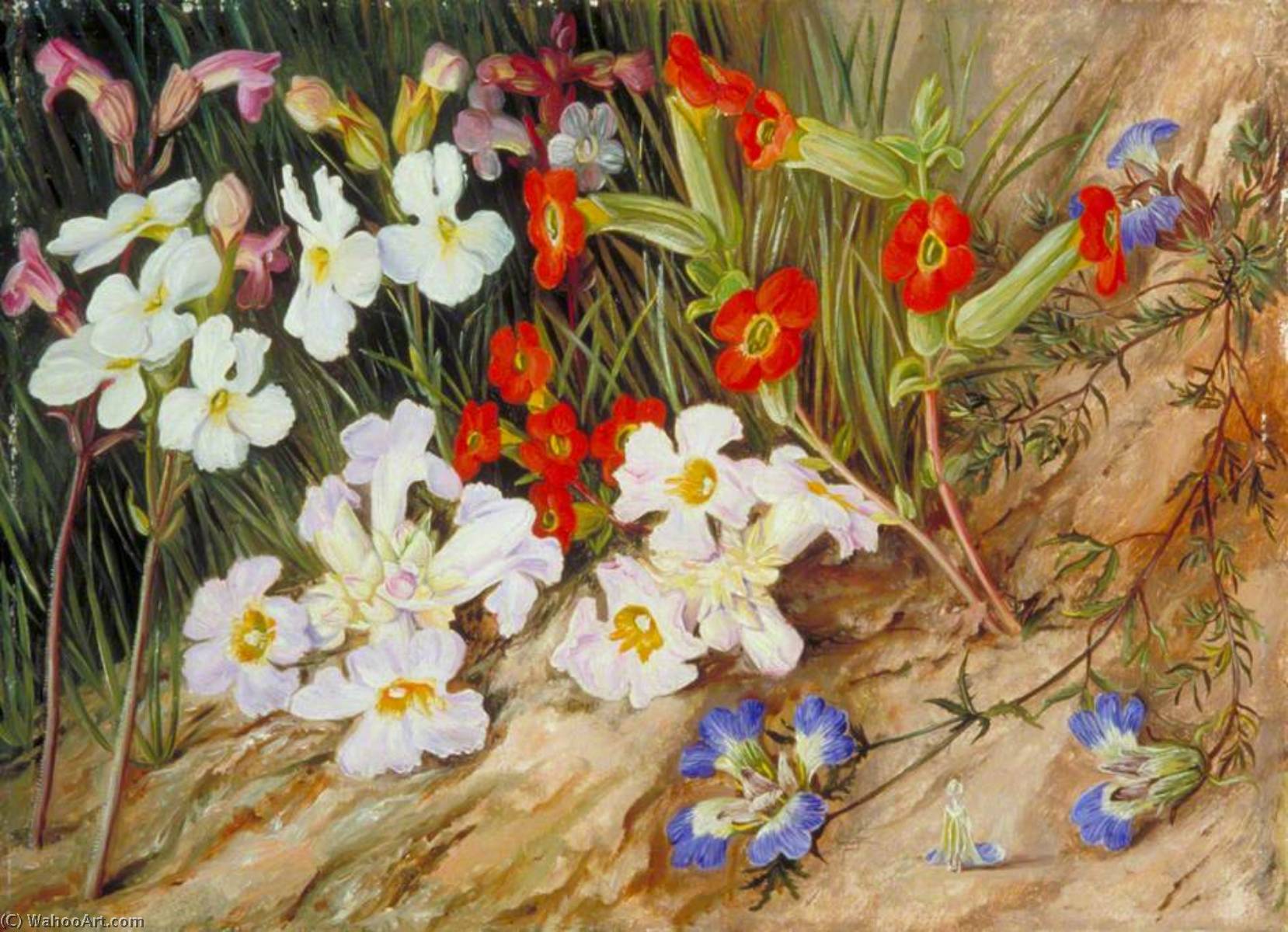 Root Parasites And Blue Blepharis, Port Elizabeth — Marianne North