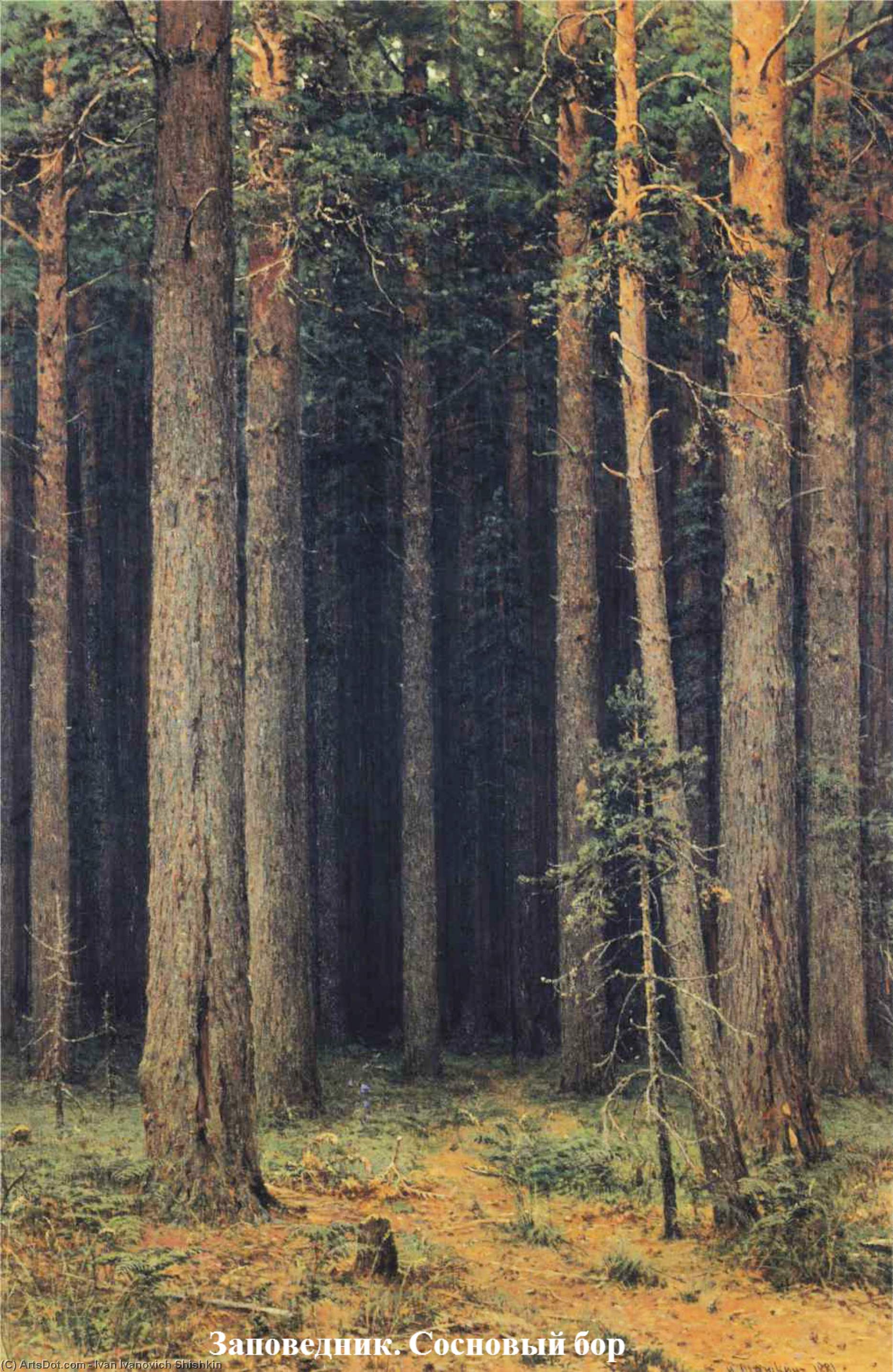 Forest Reserve. Pine Grove — Ivan Ivanovich Shishkin