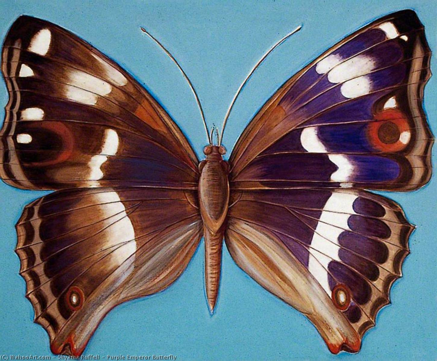 Purple Emperor Butterfly — Shyama Ruffell